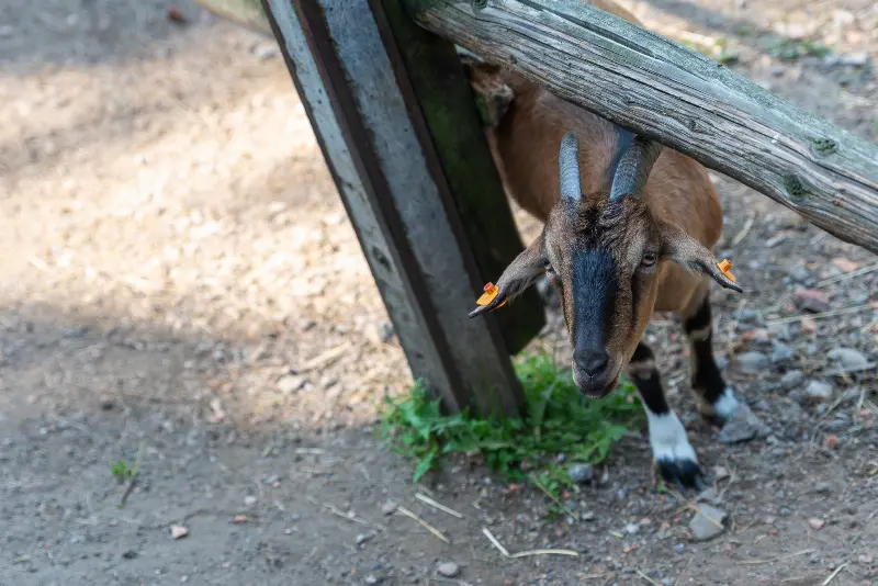 Mini ZOO