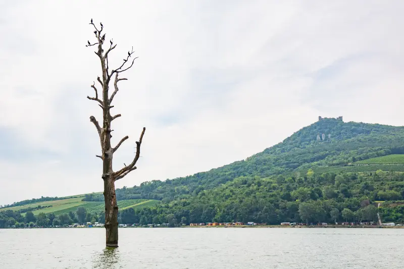Strom uprostřed přehrady
